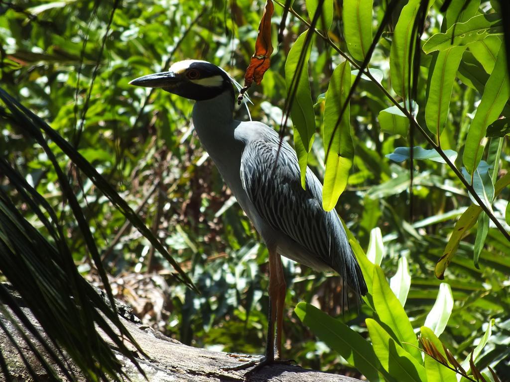Cabinas Caribe Luna カウイータ エクステリア 写真