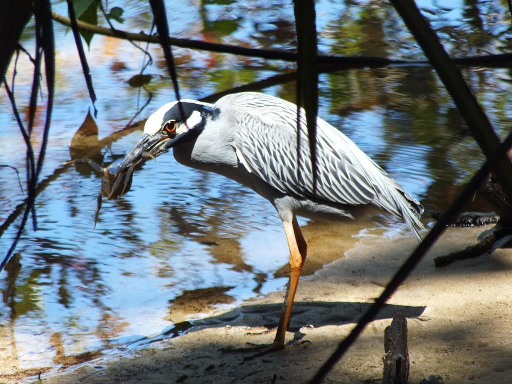 Cabinas Caribe Luna カウイータ エクステリア 写真