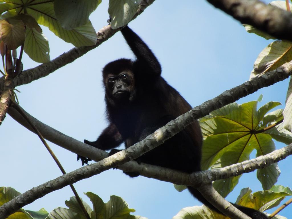 Cabinas Caribe Luna カウイータ エクステリア 写真