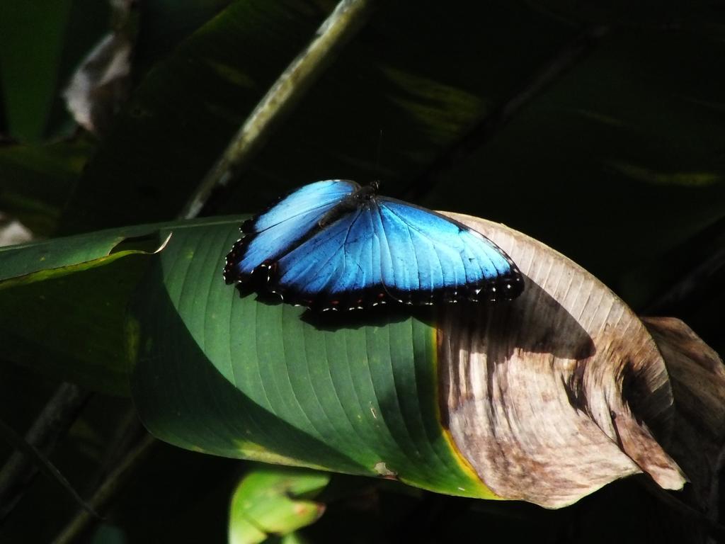 Cabinas Caribe Luna カウイータ エクステリア 写真