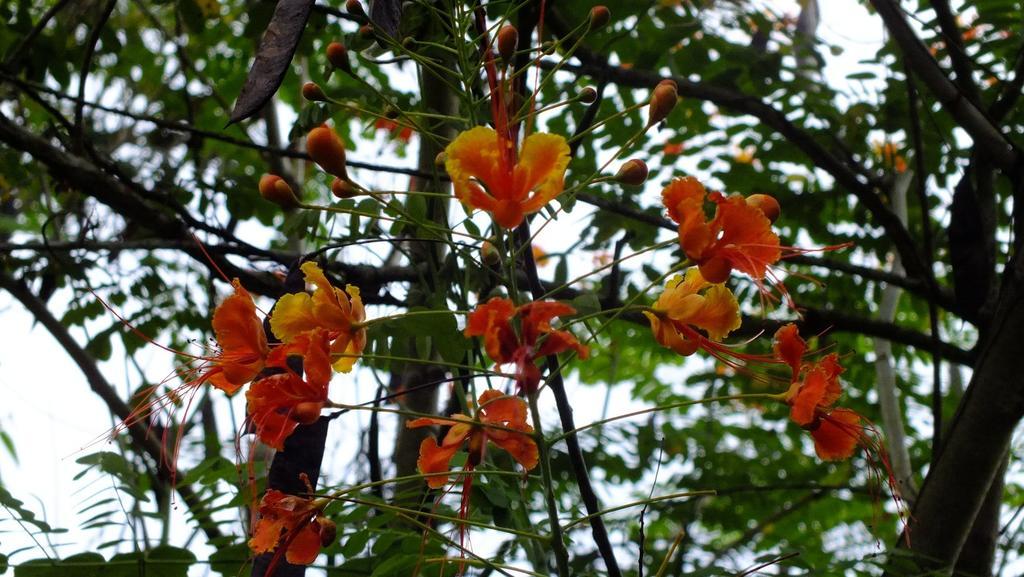 Cabinas Caribe Luna カウイータ エクステリア 写真
