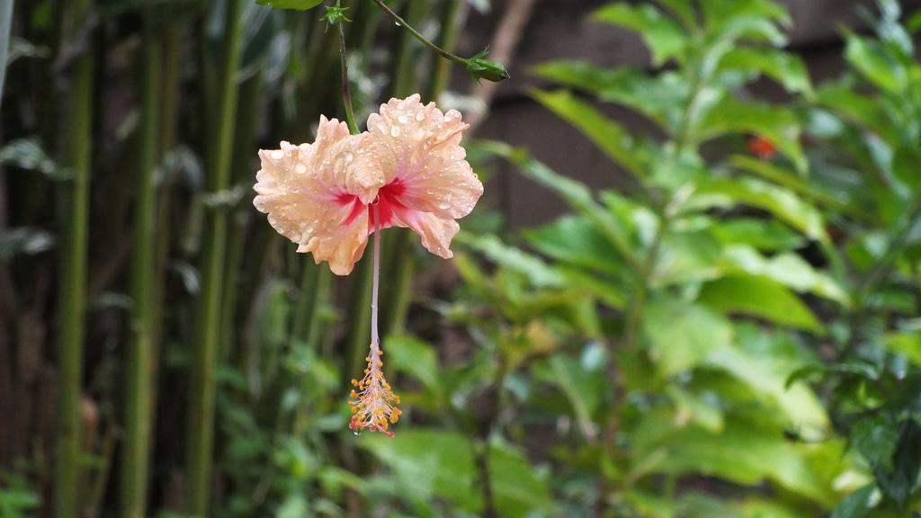 Cabinas Caribe Luna カウイータ エクステリア 写真