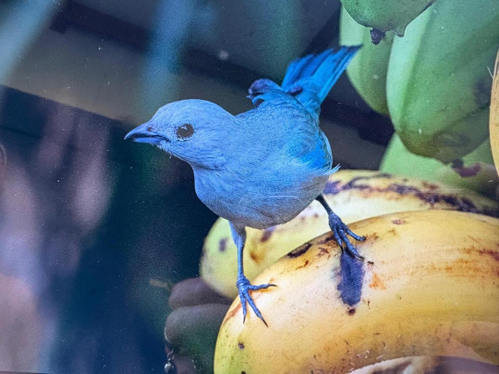 Cabinas Caribe Luna カウイータ エクステリア 写真