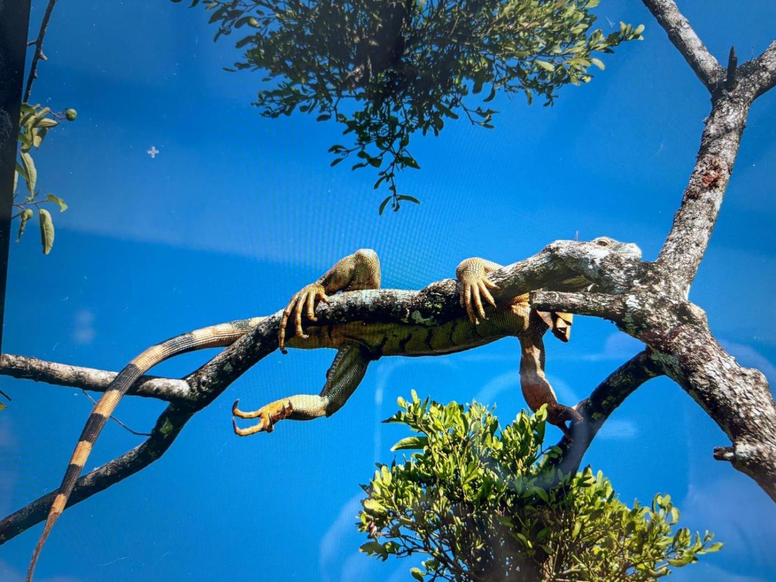 Cabinas Caribe Luna カウイータ エクステリア 写真